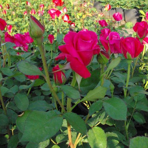 Rojo carmín - Rosas híbridas de té